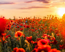 Carica l&#39;immagine nel visualizzatore di Gallery, Dipingere con i numeri - Fiori In Rosso