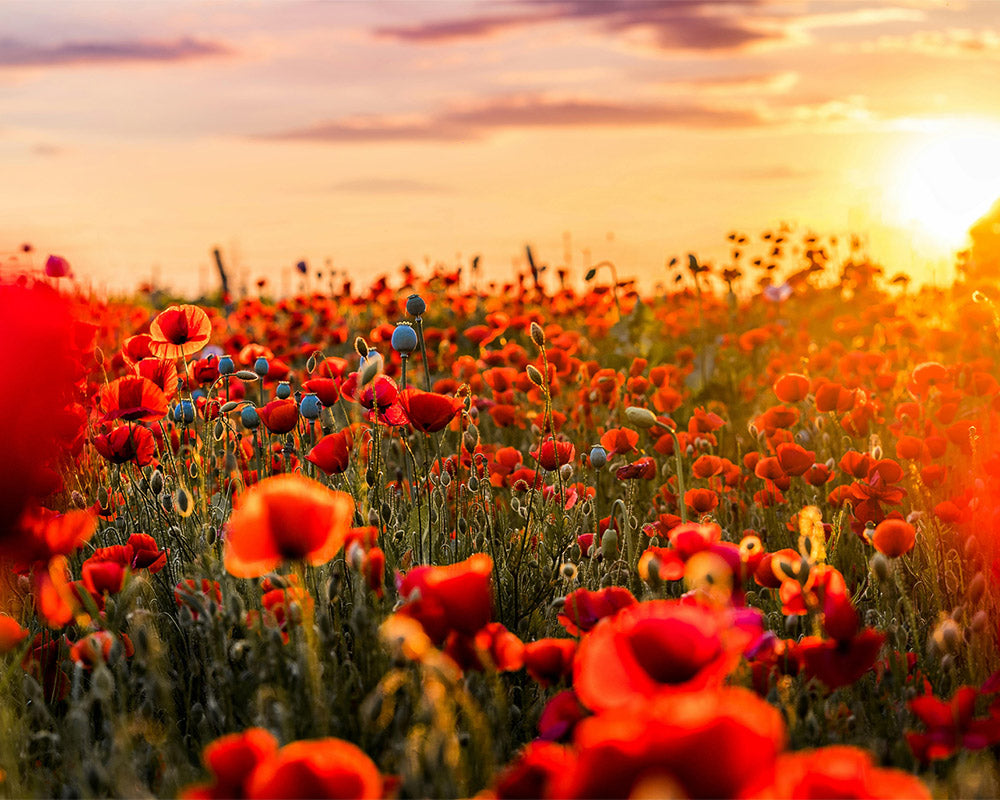 Dipingere con i numeri - Fiori In Rosso