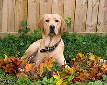 Carica l'immagine nel visualizzatore di Gallery, Diamond Painting - Labrador