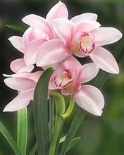 Carica l'immagine nel visualizzatore di Gallery, Diamond Painting - Bel Fiore