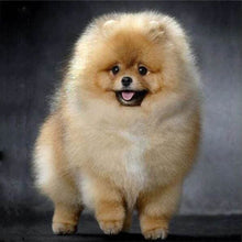 Carica l'immagine nel visualizzatore di Gallery, Diamond Painting - Chow Chow