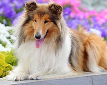 Carica l'immagine nel visualizzatore di Gallery, Diamond Painting - Collie