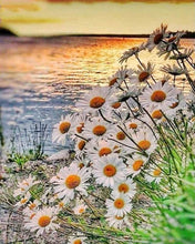 Carica l'immagine nel visualizzatore di Gallery, Diamond Painting - Margherite Vicino Al Lago