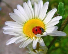 Carica l'immagine nel visualizzatore di Gallery, Diamond Painting - Coccinella E Margherite