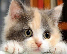 Carica l'immagine nel visualizzatore di Gallery, Diamond Painting - Piccolo Gatto Curioso