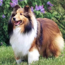 Carica l'immagine nel visualizzatore di Gallery, Diamond Painting - Collie In Giardino
