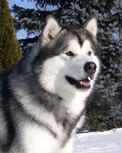 Carica l'immagine nel visualizzatore di Gallery, Diamond Painting - Husky In Inverno