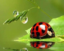 Carica l'immagine nel visualizzatore di Gallery, Diamond Painting - Scarabeo