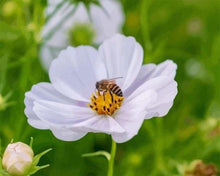 Carica l'immagine nel visualizzatore di Gallery, Dipingere con i numeri - Api E Fiori