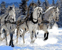 Carica l'immagine nel visualizzatore di Gallery, Dipingere con i numeri - Ballata Di Cavalli Nella Neve