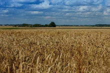 Carica l'immagine nel visualizzatore di Gallery, Dipingere con i numeri - Campo Di Campagna