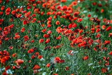 Carica l'immagine nel visualizzatore di Gallery, Dipingere con i numeri - Balsamina