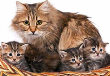 Carica l'immagine nel visualizzatore di Gallery, Dipingere con i numeri - Gatto E Gattini