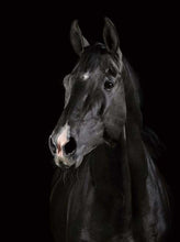 Carica l'immagine nel visualizzatore di Gallery, Dipingere con i numeri - Cavallo Nero