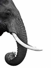 Carica l'immagine nel visualizzatore di Gallery, Dipingere con i numeri - Elefante Grigio Scuro