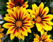 Carica l'immagine nel visualizzatore di Gallery, Dipingere con i numeri - Fiori Gialli