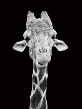 Carica l'immagine nel visualizzatore di Gallery, Dipingere con i numeri - Giraffa Ritratto In Bianco E Nero