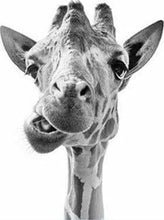 Carica l'immagine nel visualizzatore di Gallery, Dipingere con i numeri - Giraffa Divertente