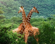 Carica l'immagine nel visualizzatore di Gallery, Dipingere con i numeri - Due Giraffe