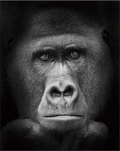 Carica l'immagine nel visualizzatore di Gallery, Dipingere con i numeri - Gorilla In Bianco E Nero