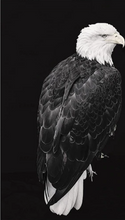 Carica l'immagine nel visualizzatore di Gallery, Dipingere con i numeri - Grande Aquila Bianca E Nera