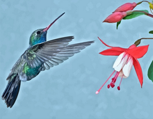 Carica l'immagine nel visualizzatore di Gallery, Dipingere con i numeri - Ibisco E Fiori