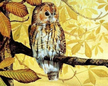 Carica l'immagine nel visualizzatore di Gallery, Dipingere con i numeri - Bel Gufo