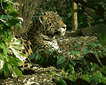 Carica l'immagine nel visualizzatore di Gallery, Dipingere con i numeri - Leopardo 2