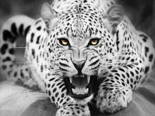 Carica l'immagine nel visualizzatore di Gallery, Dipingere con i numeri - Leopardo In Bianco E Nero