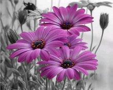 Carica l'immagine nel visualizzatore di Gallery, Dipingere con i numeri - Margherite Viola
