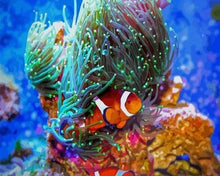 Carica l'immagine nel visualizzatore di Gallery, Dipingere con i numeri - Nemo Il Pesce