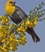 Carica l'immagine nel visualizzatore di Gallery, Dipingere con i numeri - Uccello Giallo