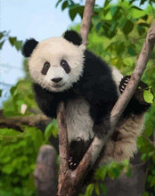 Carica l'immagine nel visualizzatore di Gallery, Dipingere con i numeri - Panda Sull'Albero
