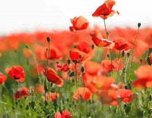 Carica l'immagine nel visualizzatore di Gallery, Dipingere con i numeri - Campo Di Papaveri Rossi