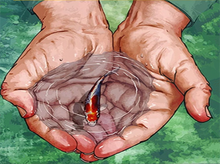 Carica l'immagine nel visualizzatore di Gallery, Dipingere con i numeri - Piccolo Pesce