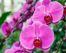 Carica l'immagine nel visualizzatore di Gallery, Dipingere con i numeri - Orchidea