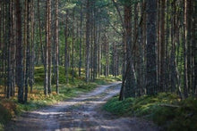 Carica l'immagine nel visualizzatore di Gallery, Dipingere con i numeri - Sentiero Nella Foresta