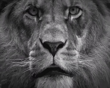Carica l'immagine nel visualizzatore di Gallery, Dipingere con i numeri - Il Grande Leone