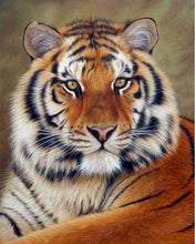 Carica l'immagine nel visualizzatore di Gallery, Dipingere con i numeri - Sguardo di tigre