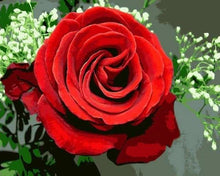 Carica l'immagine nel visualizzatore di Gallery, Dipingere con i numeri - Rosa Rossa