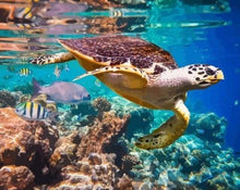 Carica l'immagine nel visualizzatore di Gallery, Dipingere con i numeri - Tartarughe Nel Tuo Ambiente