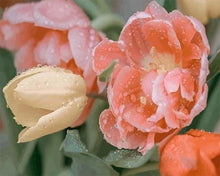 Carica l'immagine nel visualizzatore di Gallery, Dipingere con i numeri - Tulipano Con Gocce Di Rugiada