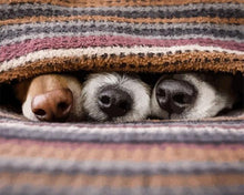 Carica l'immagine nel visualizzatore di Gallery, Dipingere con i numeri - I Miei Cani