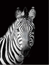 Carica l'immagine nel visualizzatore di Gallery, Dipingere con i numeri - Muso Di Zebra Bianca E Nera