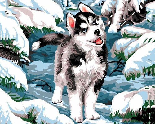 Dipingere con i numeri - Husky nella neve