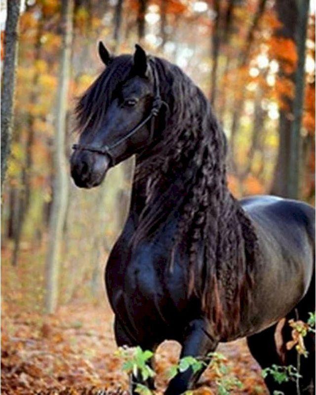 Dipingere con i numeri - Grazioso cavallo nero