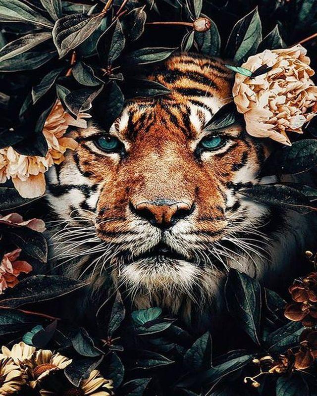 Dipingere con i numeri - Tigre fra le foglie