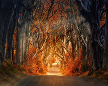 Carica l&#39;immagine nel visualizzatore di Gallery, Diamond Painting - Strada che attraversa il bosco