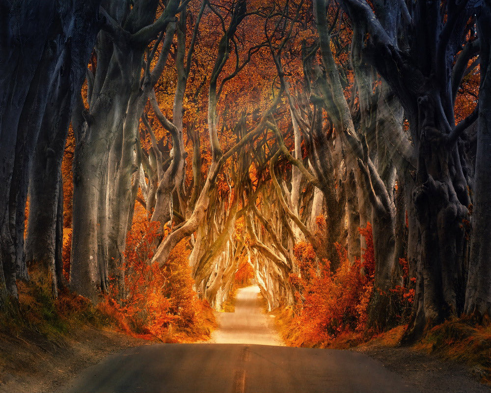 Diamond Painting - Strada che attraversa il bosco