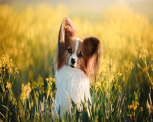 Carica l&#39;immagine nel visualizzatore di Gallery, Diamond Painting - Piccolo cane in un campo